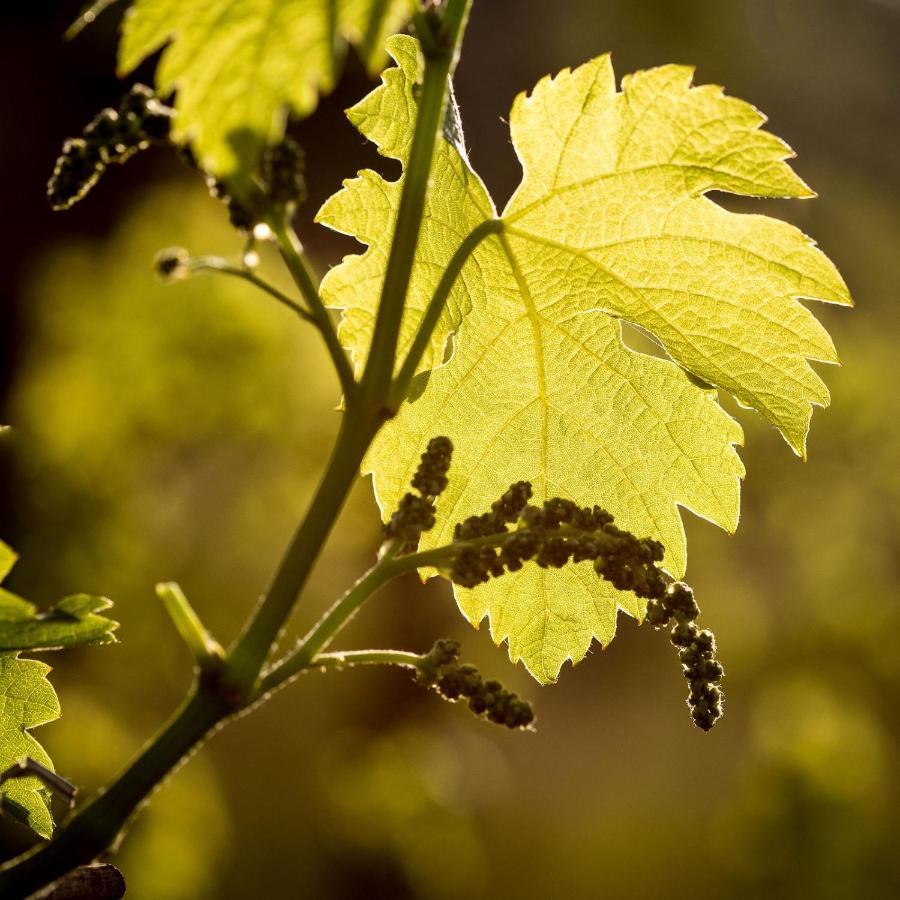 Il Roncal Wine Resort - For Wine Lovers Чивідале-дель-Фріулі Екстер'єр фото