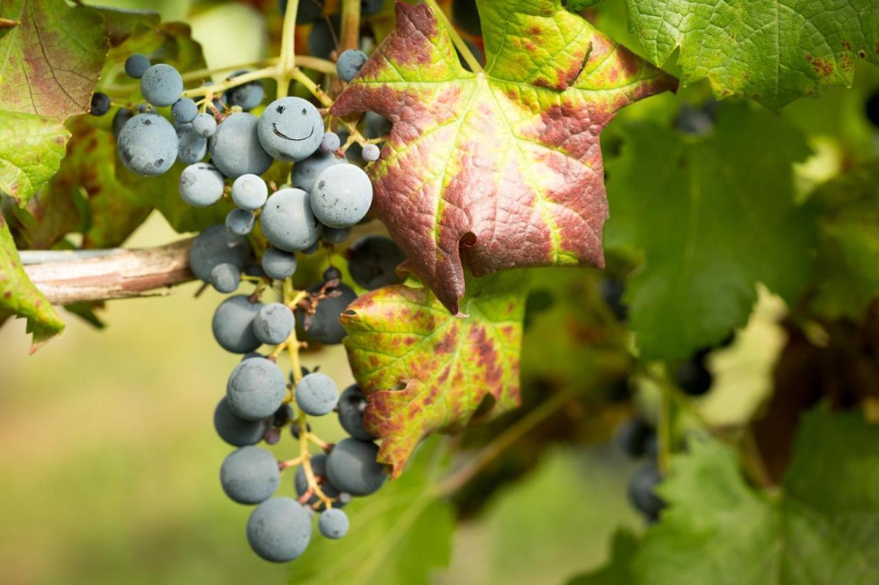 Il Roncal Wine Resort - For Wine Lovers Чивідале-дель-Фріулі Екстер'єр фото