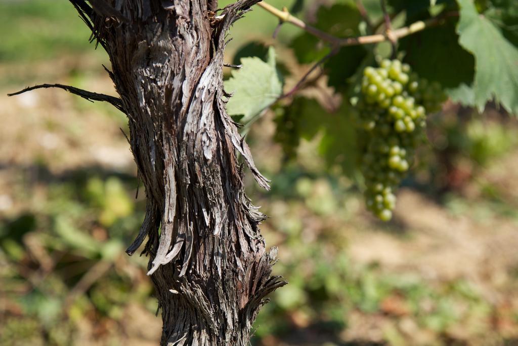Il Roncal Wine Resort - For Wine Lovers Чивідале-дель-Фріулі Екстер'єр фото